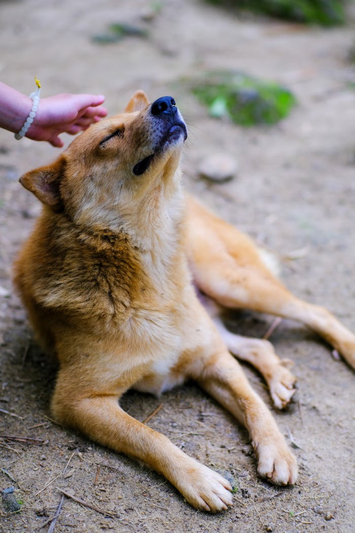 Free stock photo of animalbeauty, animallove, culinarydelights