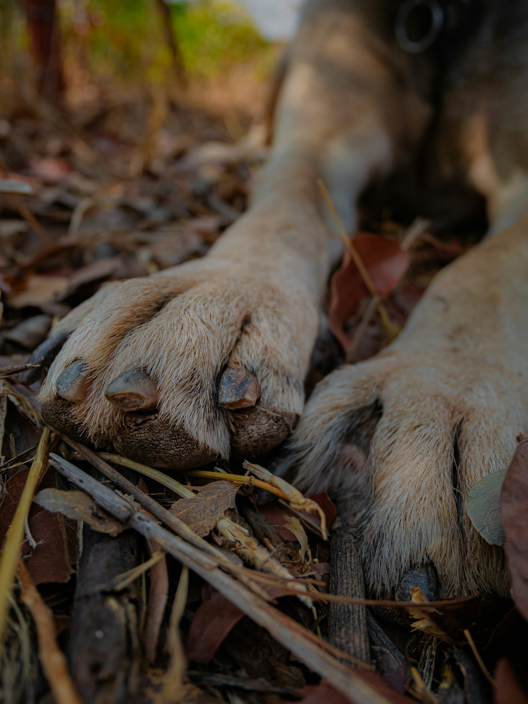 close-up-of-a-dogs-paws-resting-on-dry-leaves-a6nfffzvims